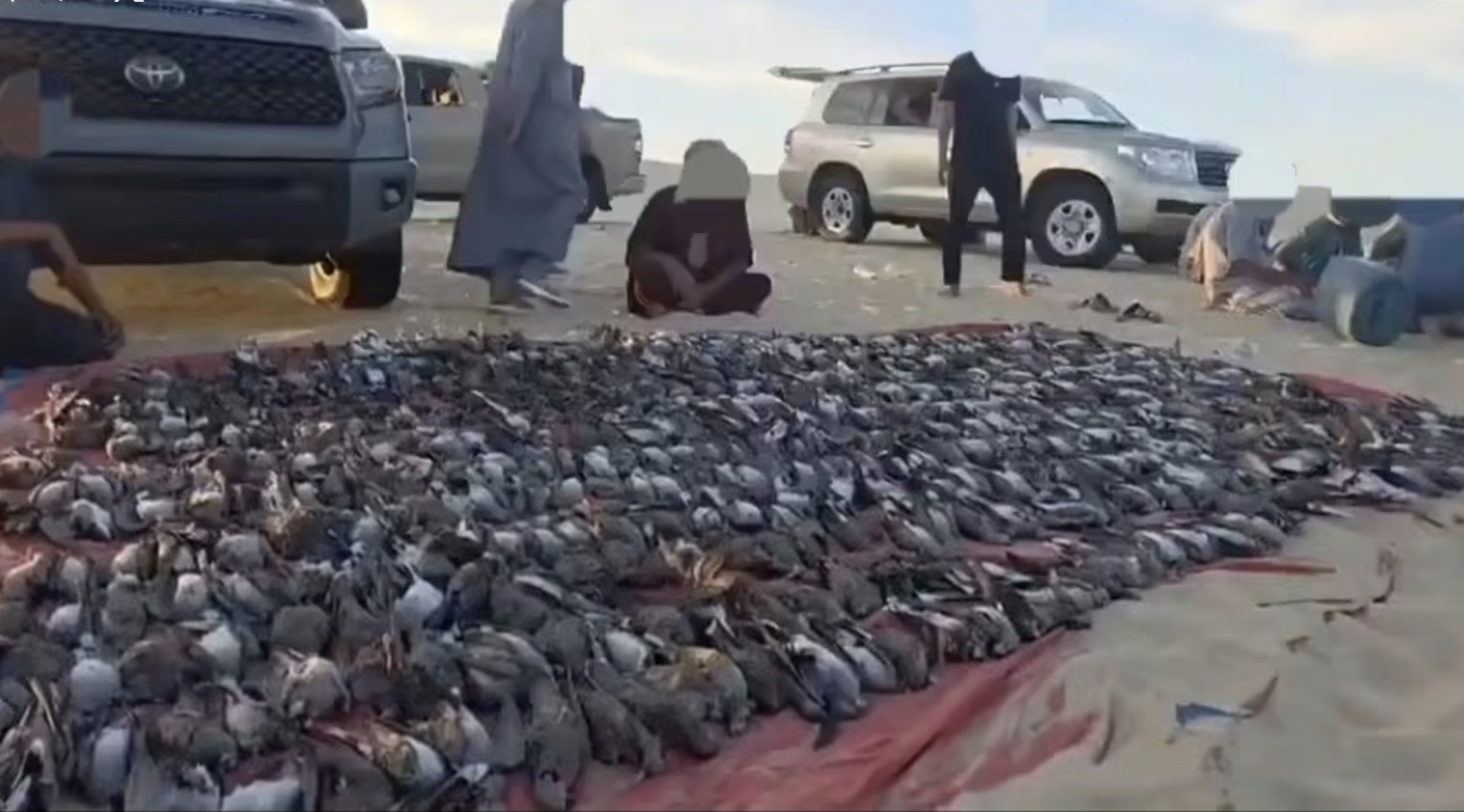 أعداد كبيرة من طيور القمري المصيدة مع صيادين ومركبات في ليبيا.