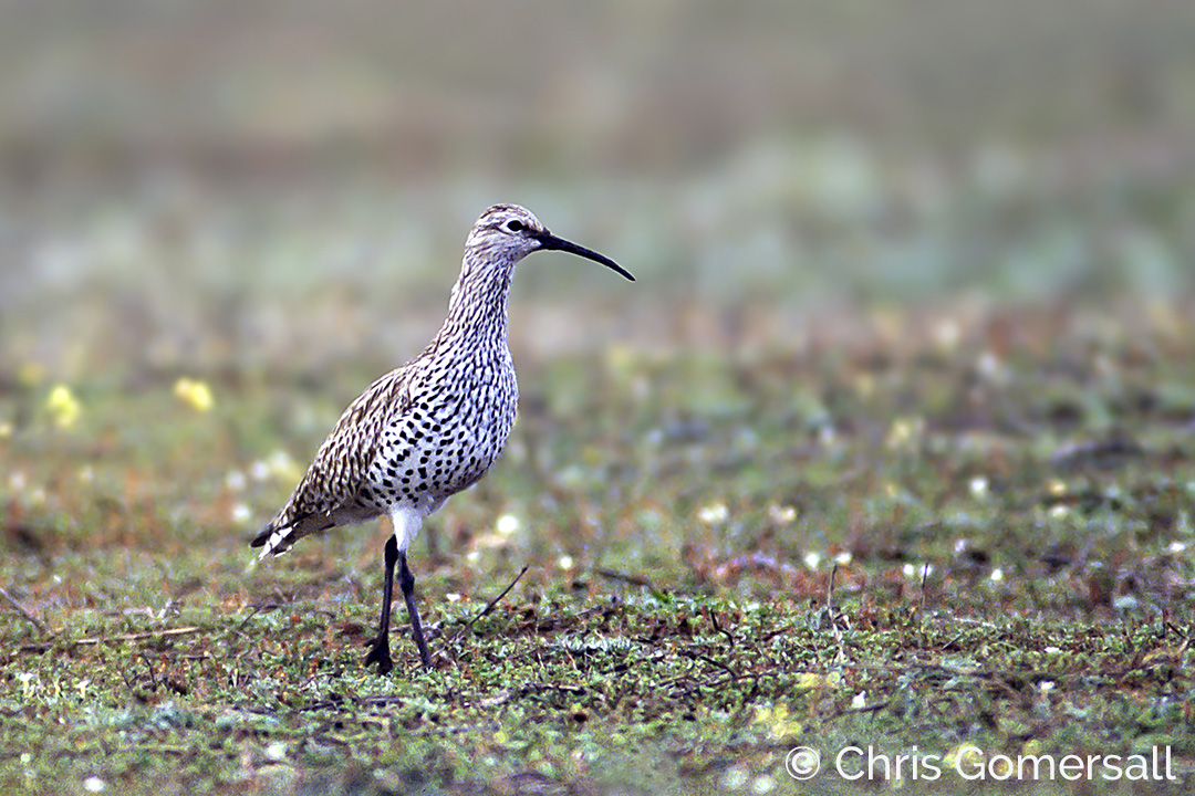Slender-billed Curlew at Merja Zerga, Morocco, 1995