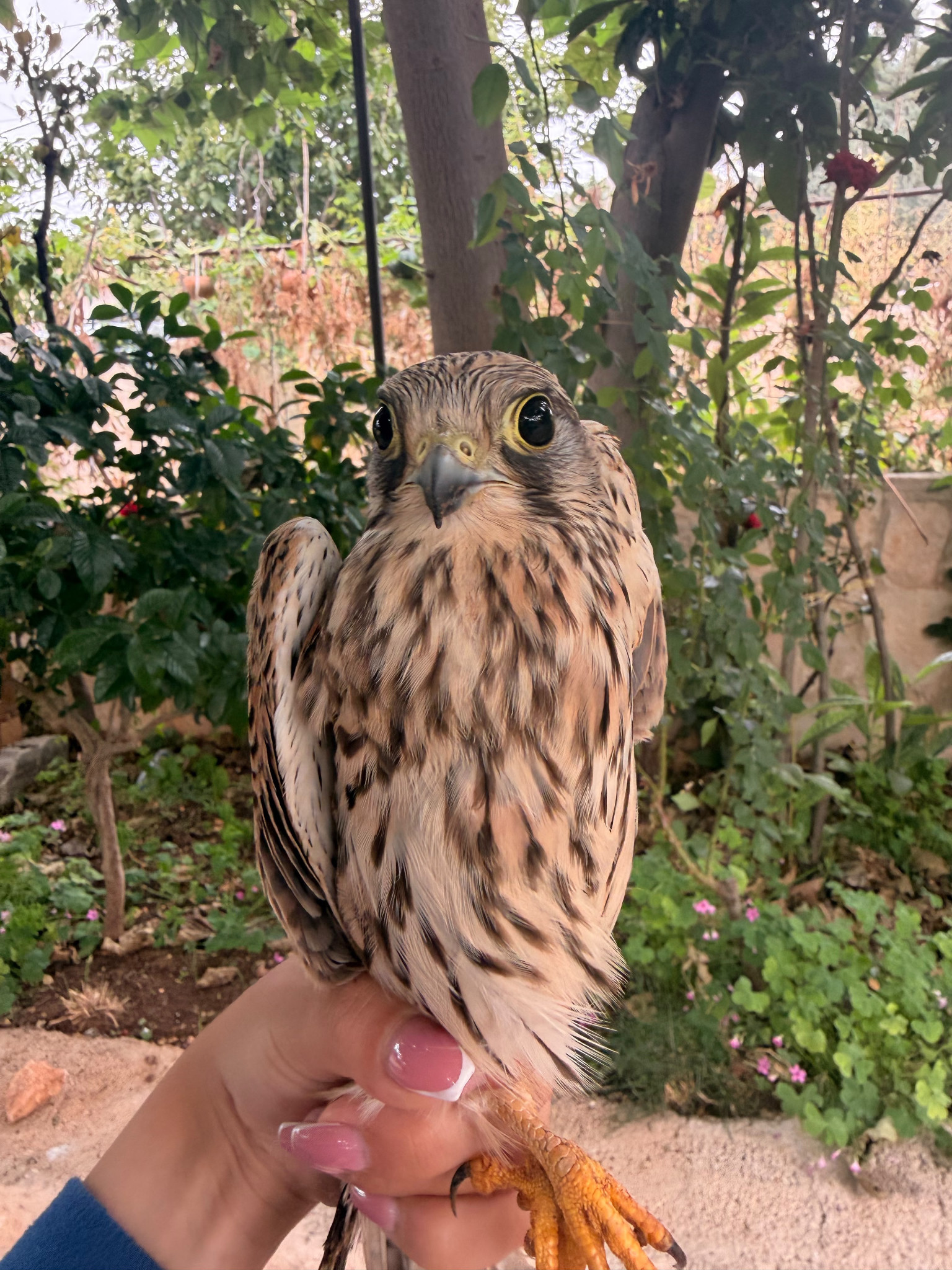 The kestrel.