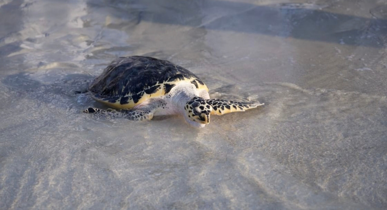 A sea turtle in shallow water; a photograph accompanying the announcement of the Abu Dhabi Wildlife Response Network.