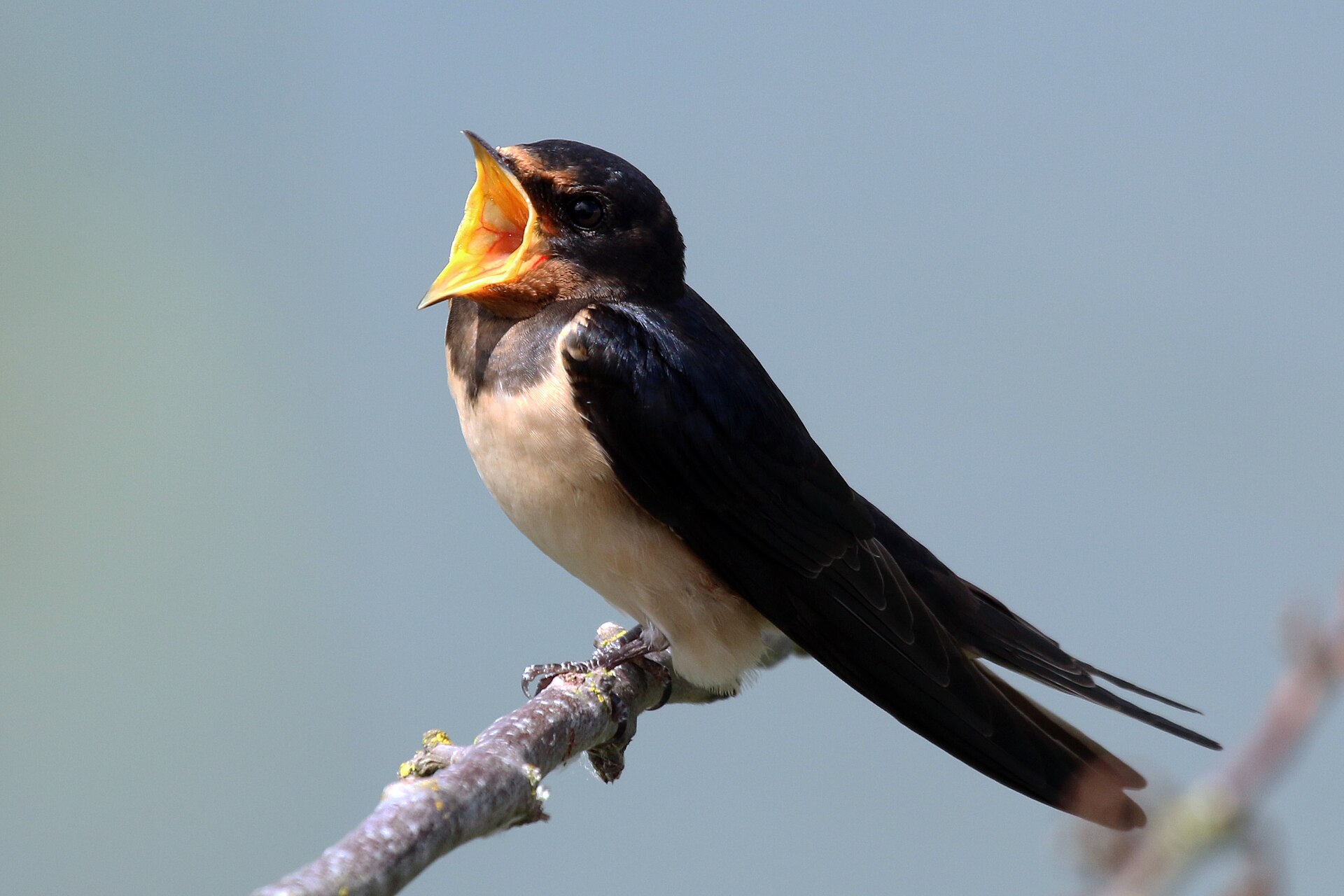 Barn Swallow