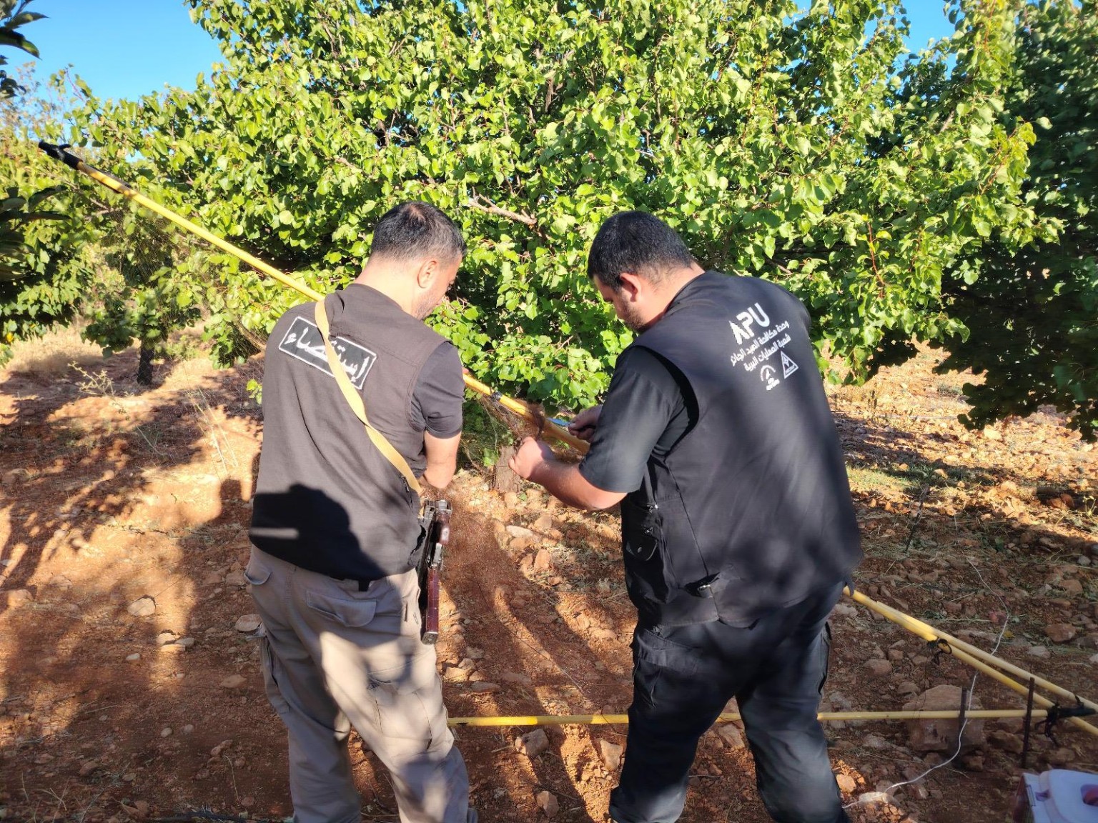 Démontage de filets installés entre les arbres.