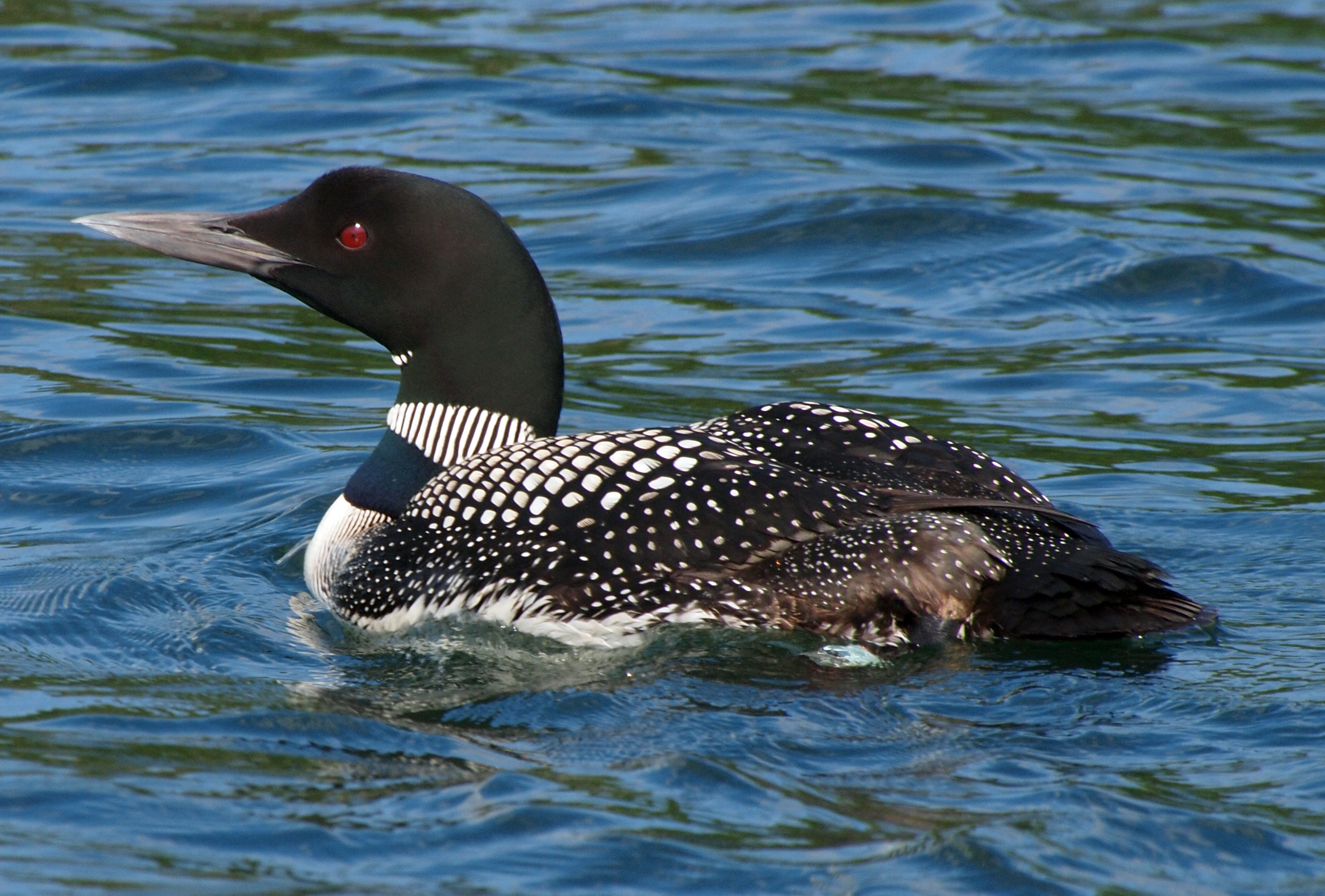 A common loon with a red eye, black head and black-and-white plumage swimming in Minocqua, Wisconsin.
