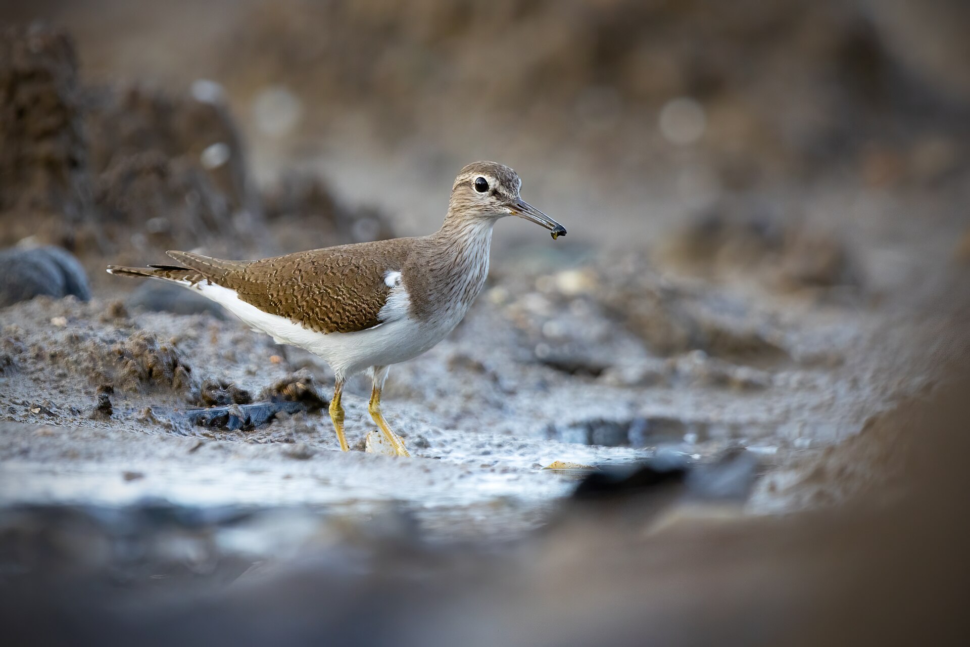 Common Sandpiper