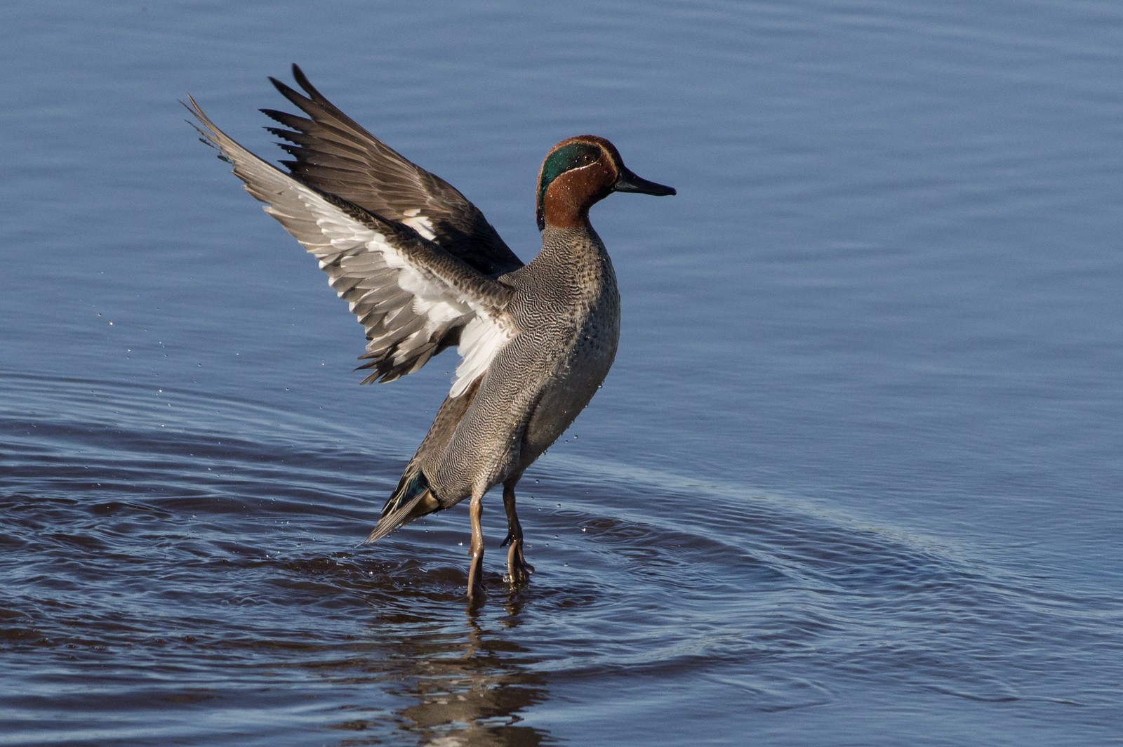 Male Eurasian Teal on water, showing a chestnut head and green eye patch.