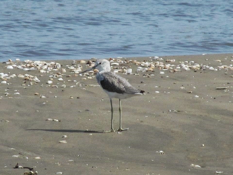 A wader at the water’s edge in Port Said.