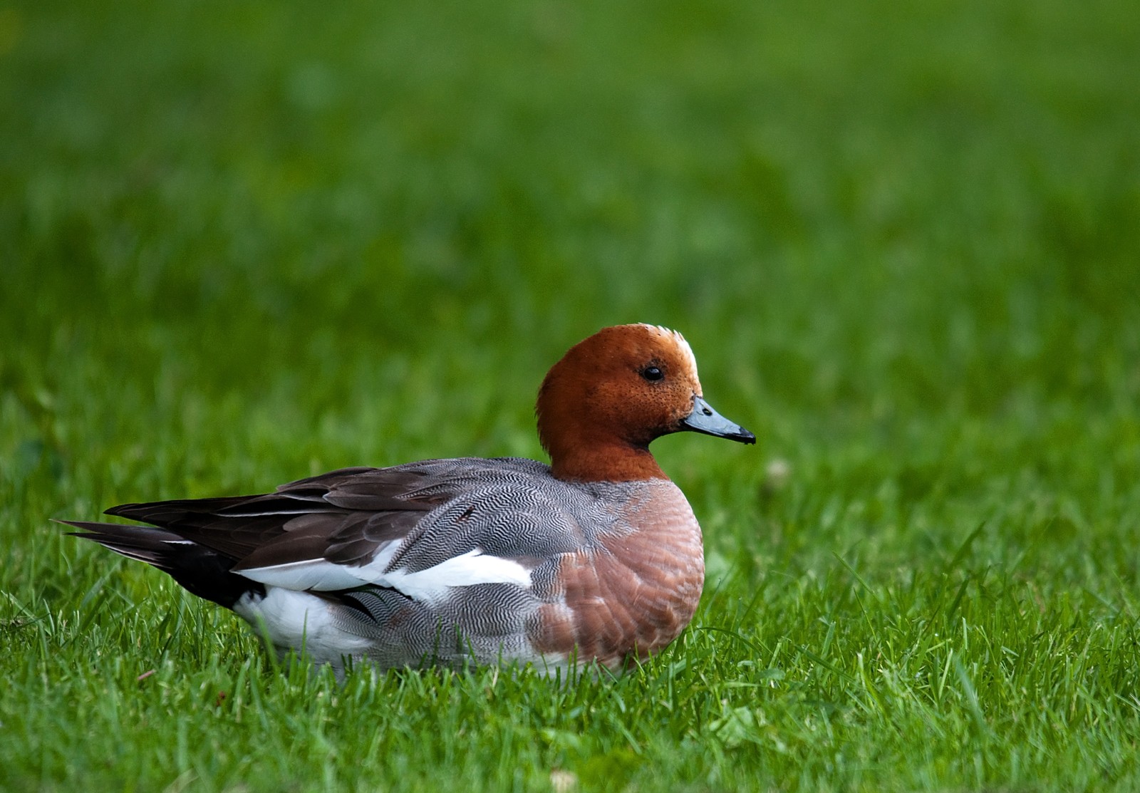 Canard siffleur mâle dans l’herbe, à la tête marron, au front clair, au bec court gris-bleu, à la poitrine rosée et aux flancs gris.