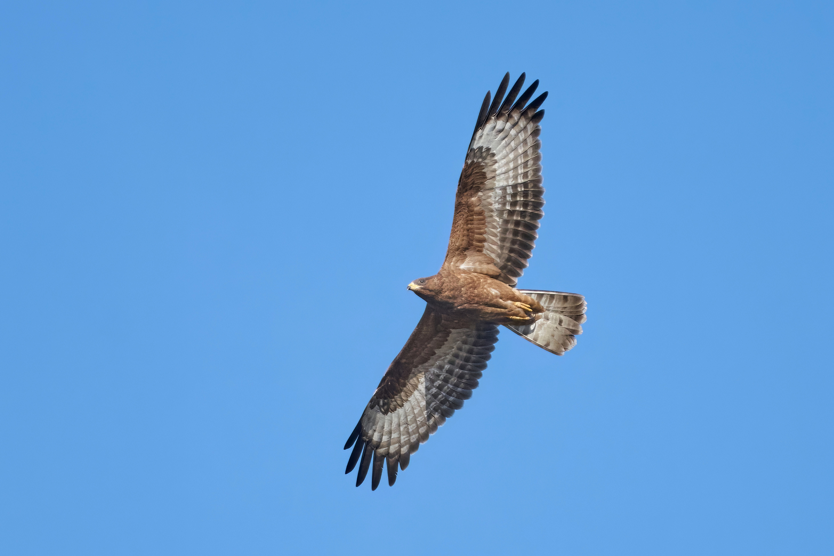 A juvenile European honey-buzzard in flight. Illustrative photograph, not one of the birds tracked in the study.