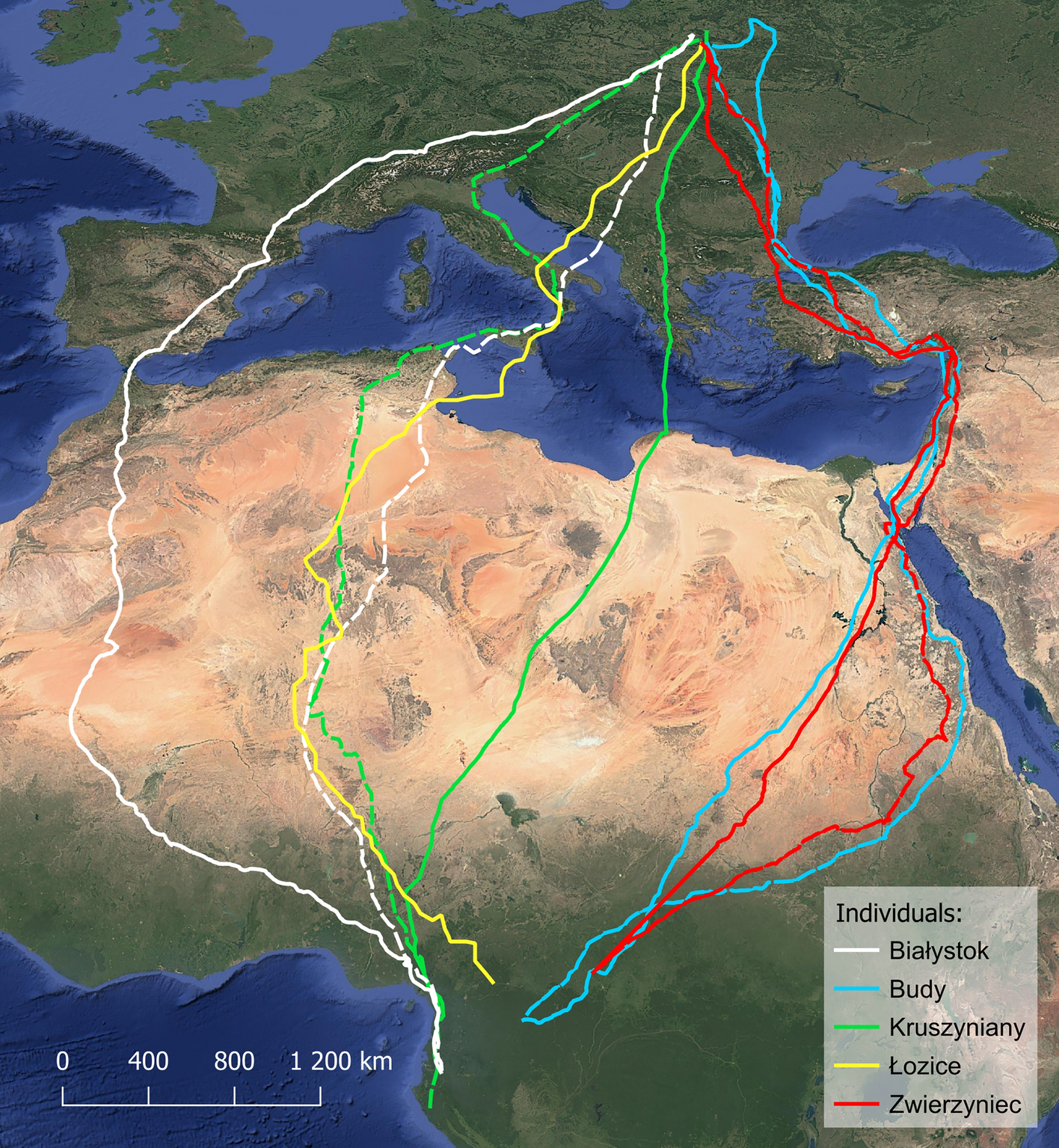 European honey-buzzard migration routes between Europe and Africa.