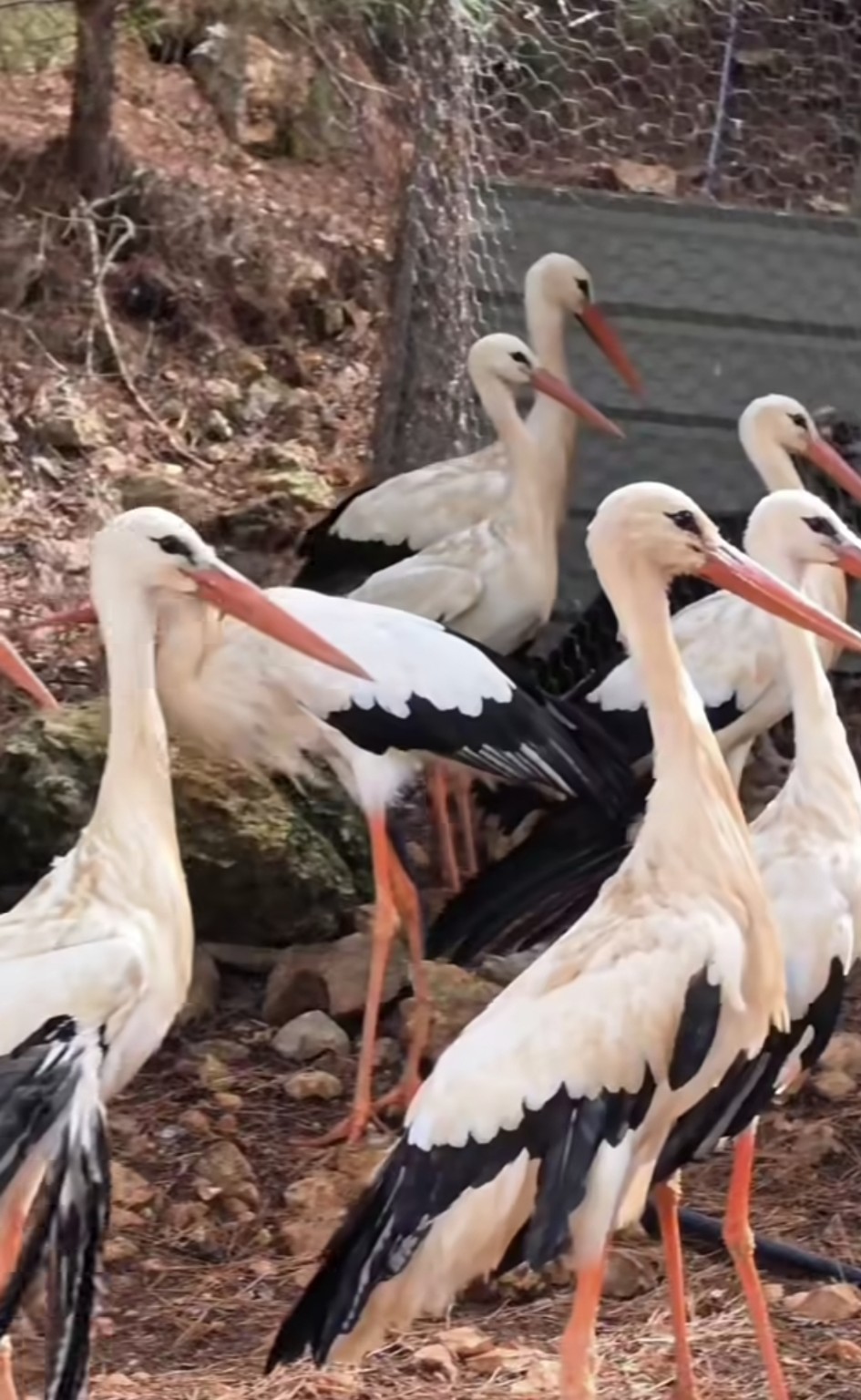 White storks at the Lebanese Association for Migratory Birds’ site, where injured birds receive care and rehabilitation before returning to the wild when their condition allows.