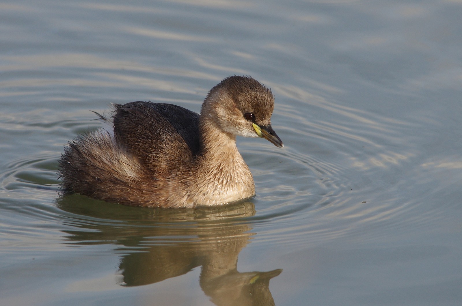 Little Grebe