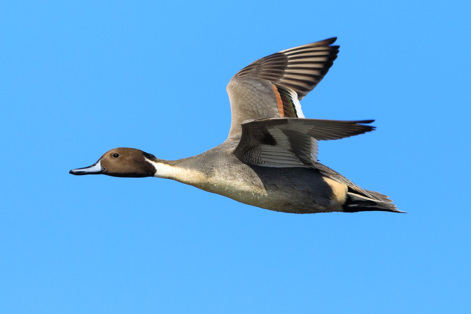 Canard pilet