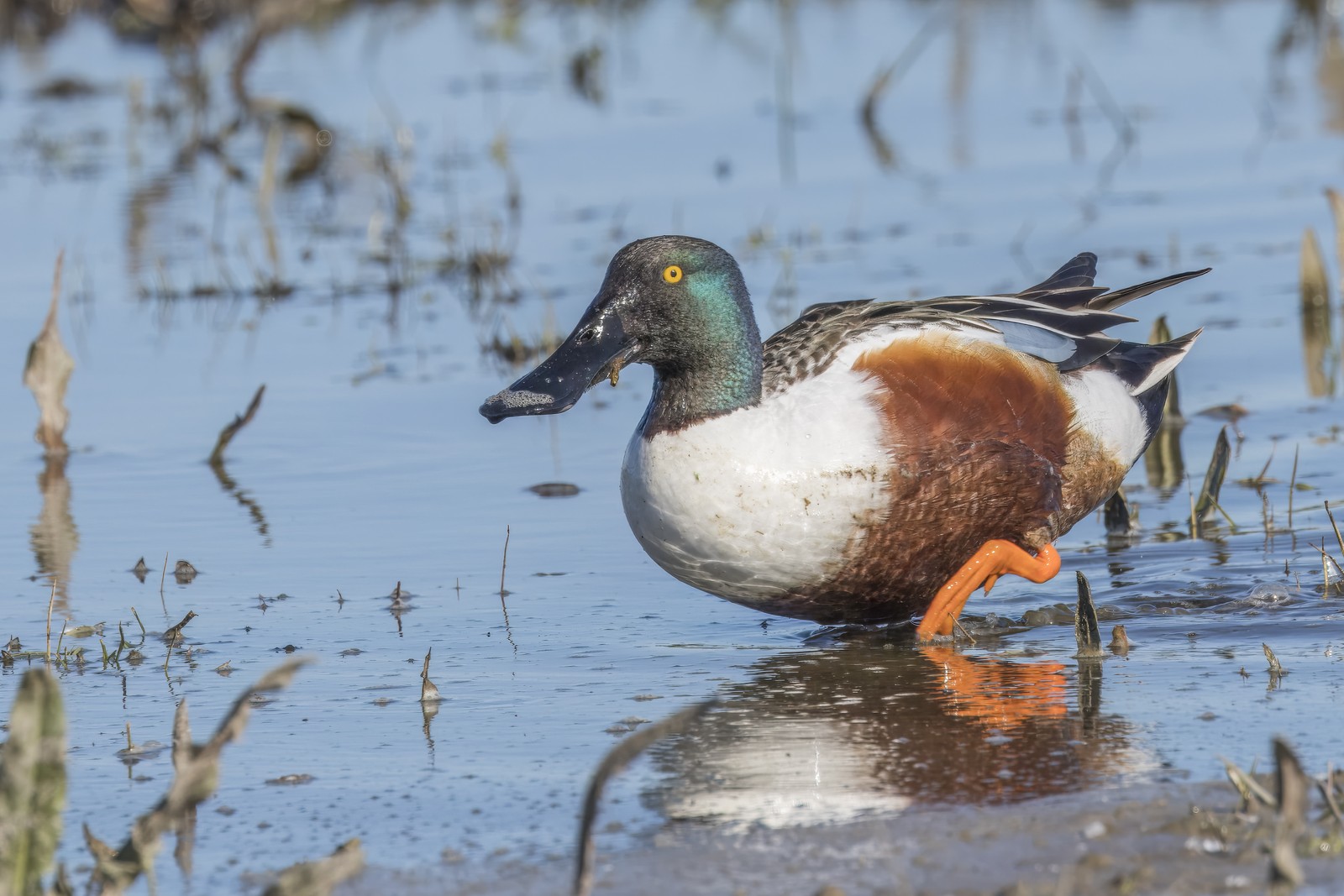 Canard souchet
