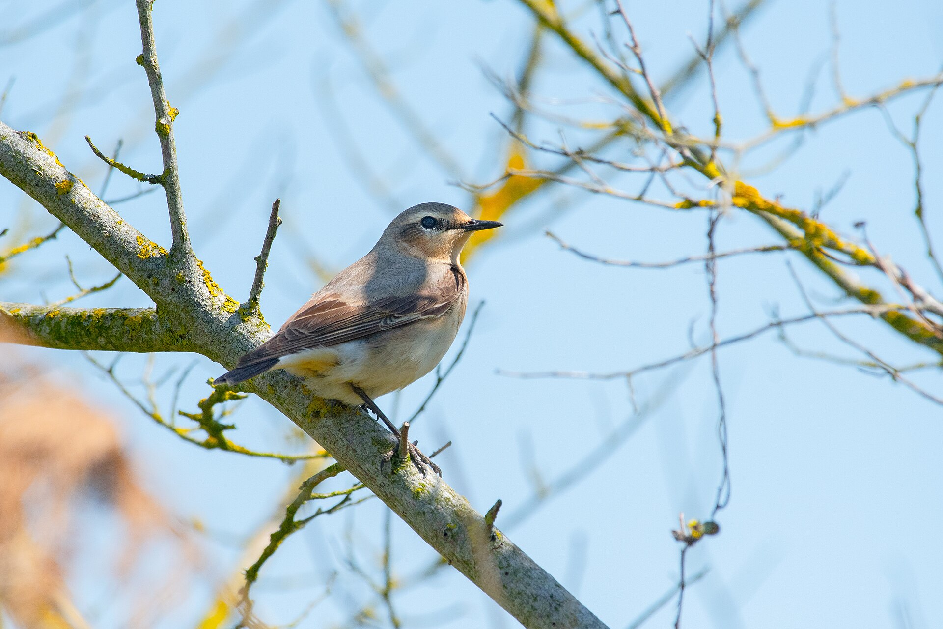 Northern Wheatear