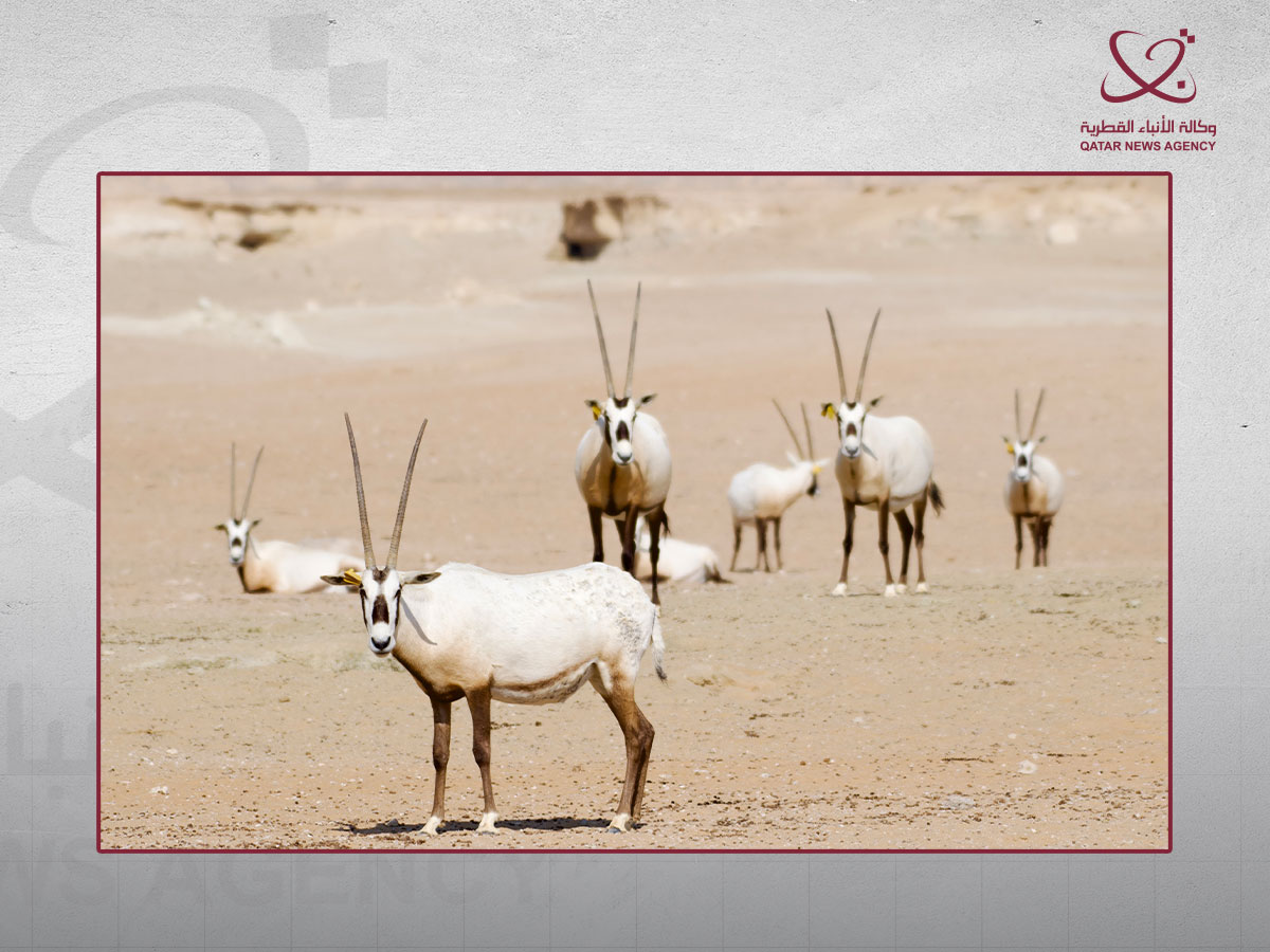 Des oryx d’Arabie dans le cadre des efforts de conservation de la faune au Qatar.
