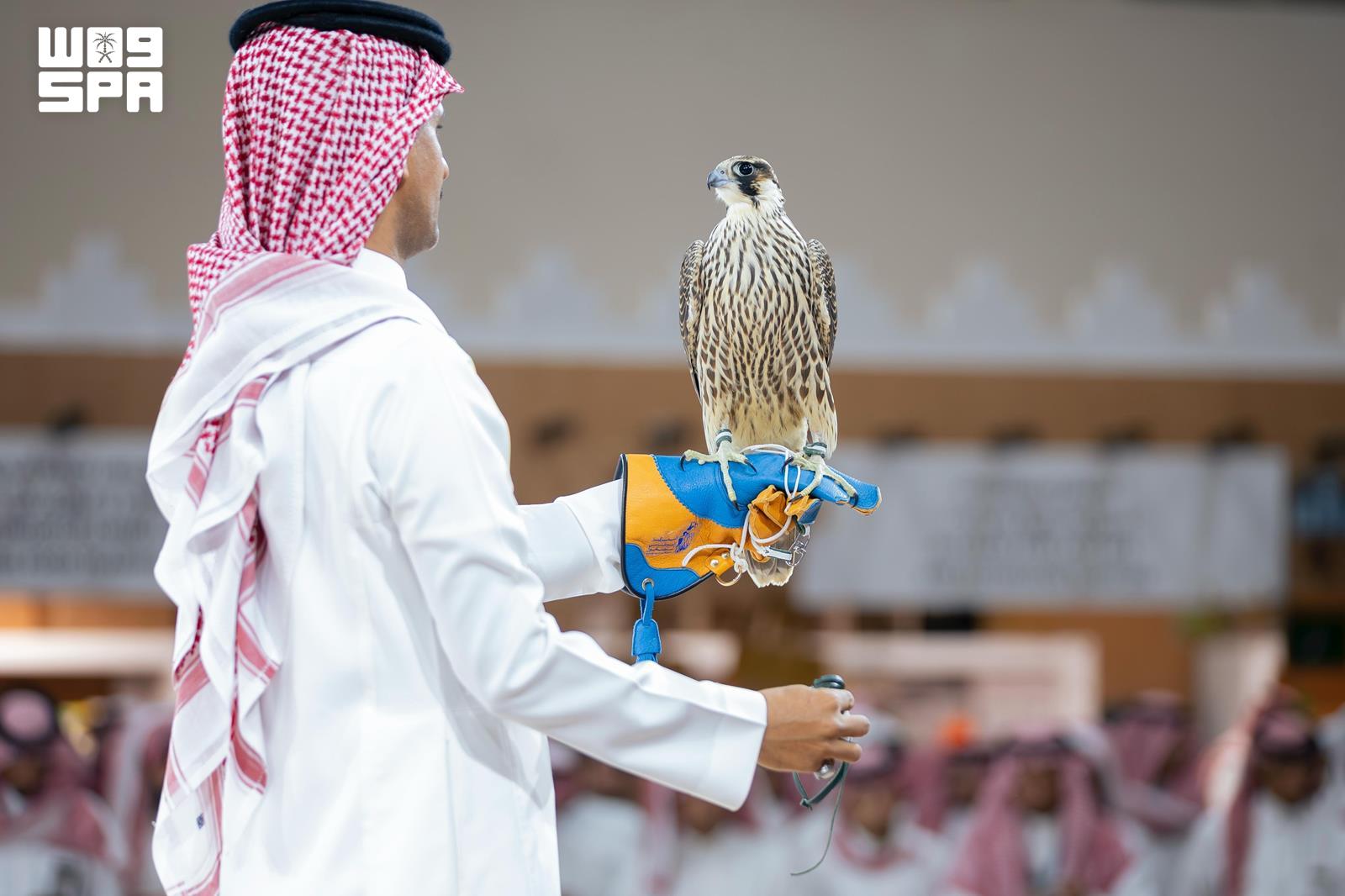 صقر على يد صقّار خلال أولى ليالي المزاد المقام في المعرض.