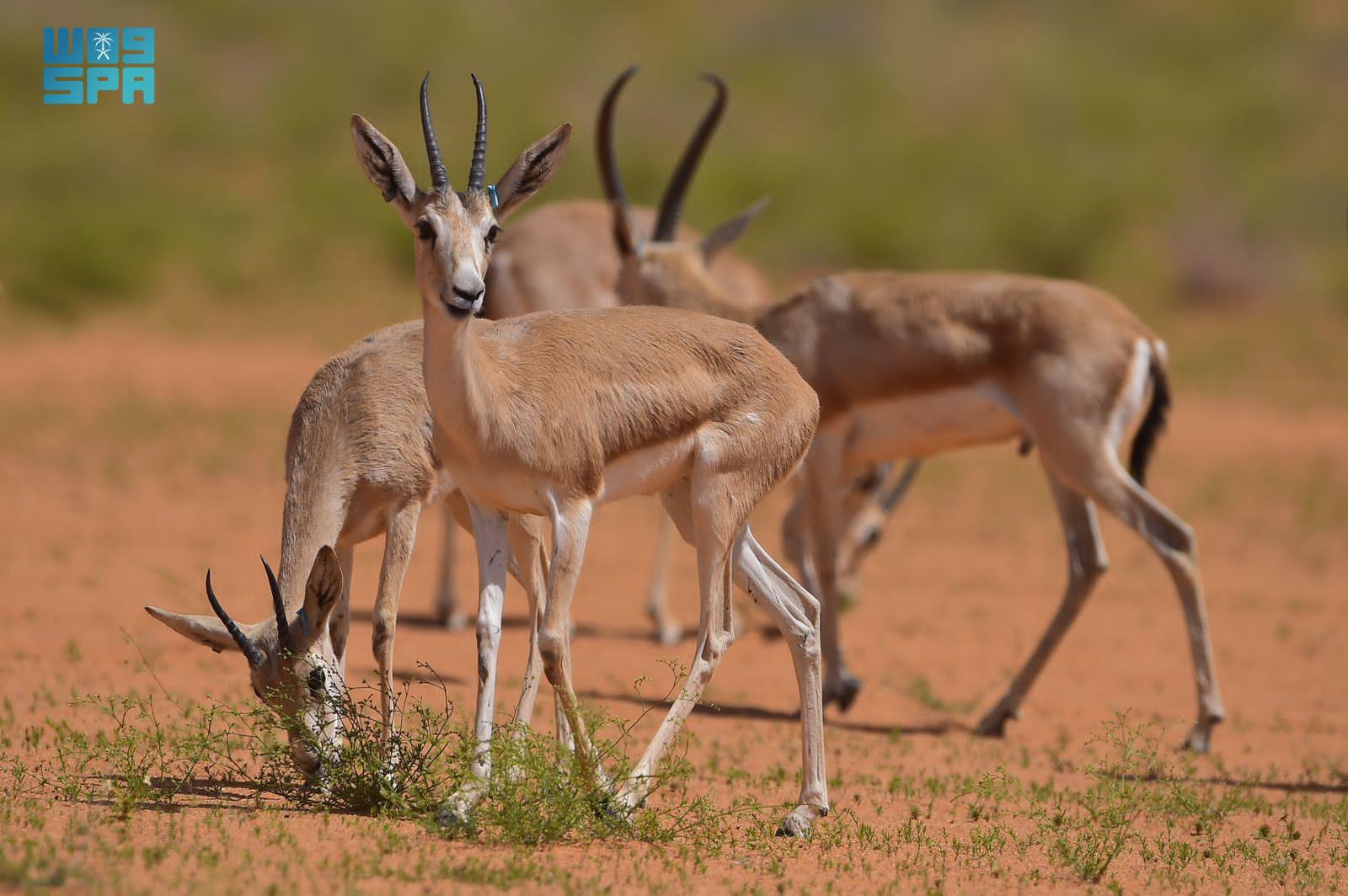 Des gazelles dans la réserve royale du roi Abdelaziz, sur une photographie d’archives.