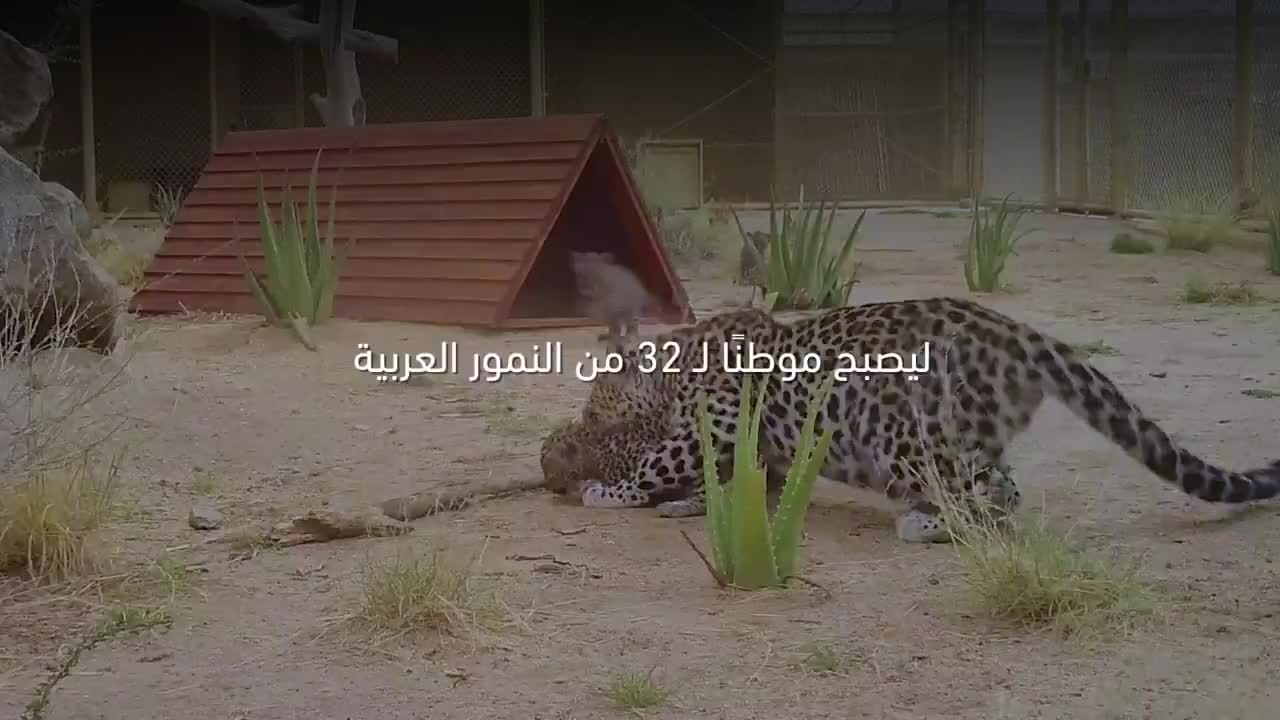 بالفيديو… النمر العربي في السعودية