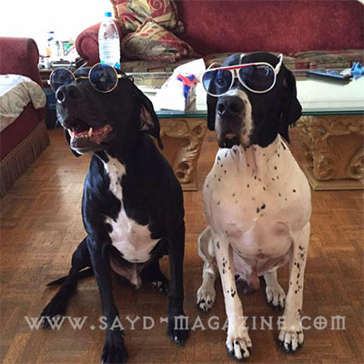 كلاب صيد مع نظارات- صور غريبة