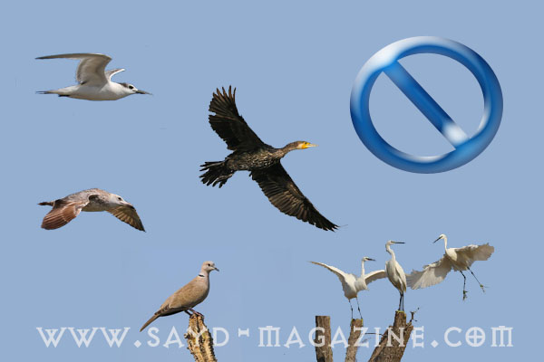 انواع عديدة من الطيور بالاسم والصورة التي قتلت في محيط المطار في الحملة الشعواء على النورس