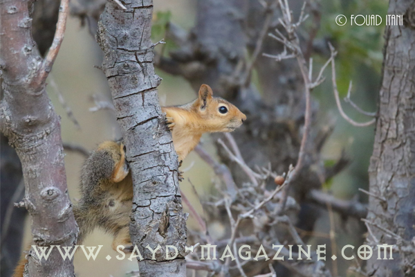 السنجاب القوقازي الأحمر (Persian/Caucasian red squirrel(Sciurus anomalus
