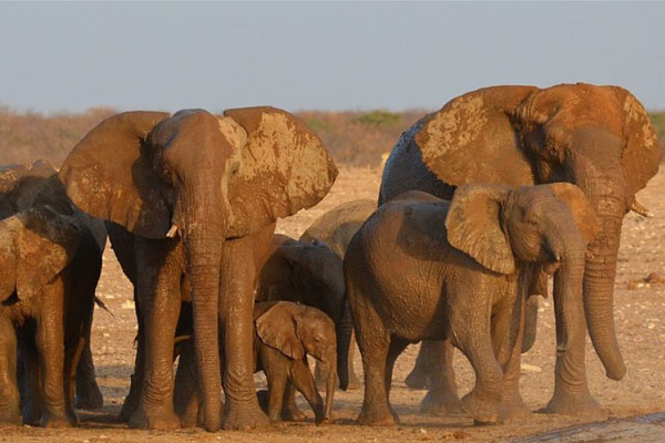 فيلة تولد بلا أنياب لتحمي نفسها