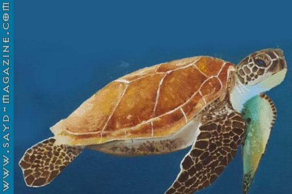معرض إفتراضي للجنوبيون الخضر عن السلاحف البحرية