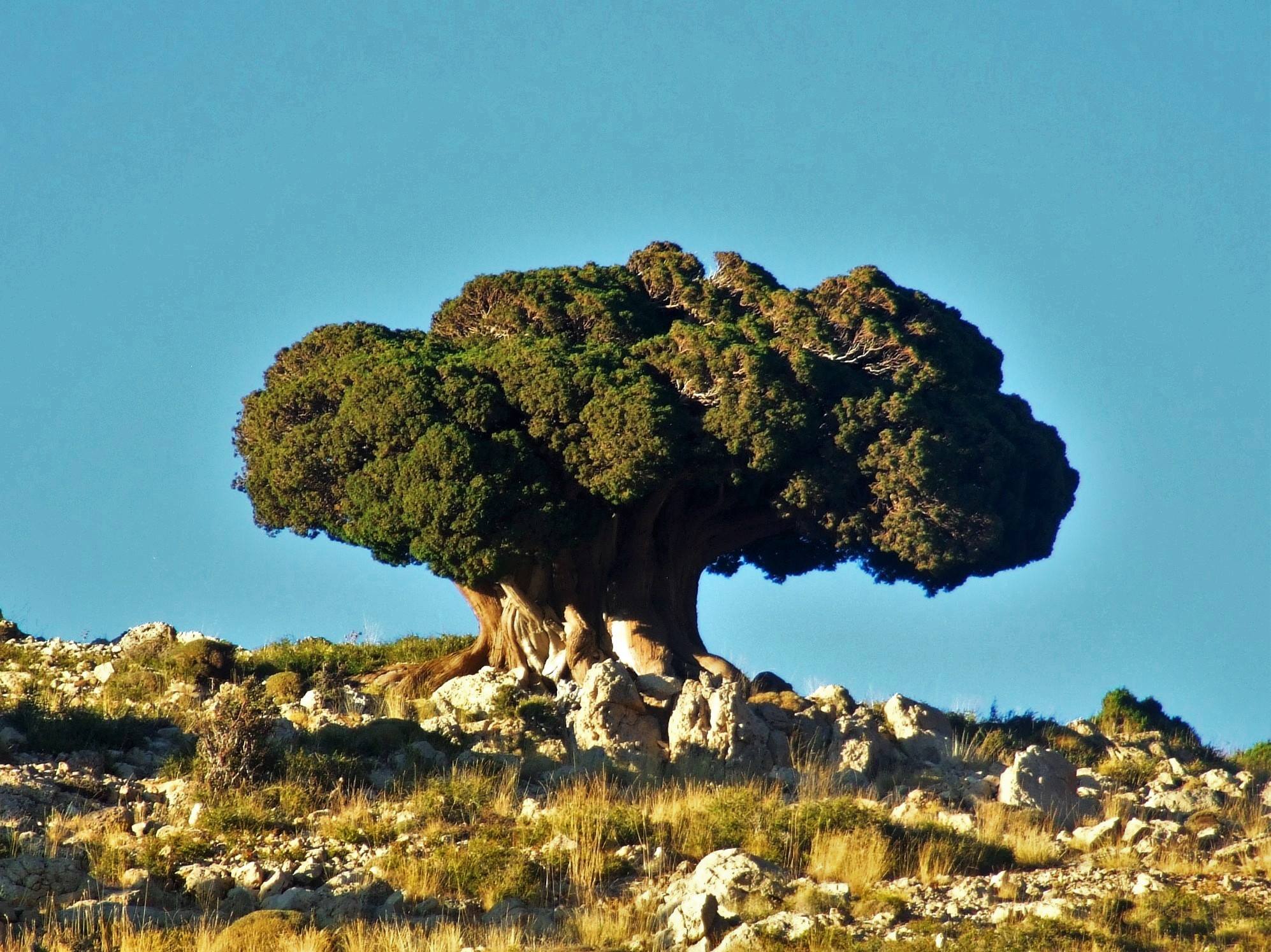 الصيّاد يعرف شجرة اللزاب في لبنان