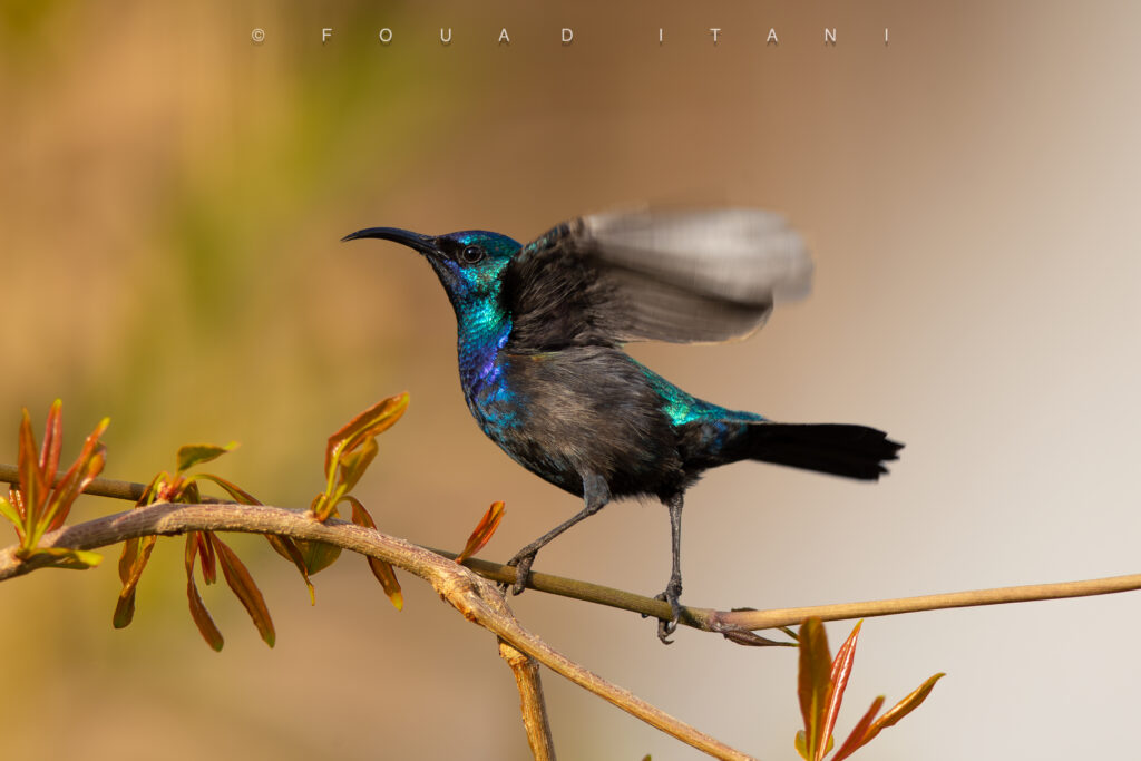 عصفور الشمس الفلسطيني