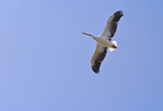 البجع الأبيض الكبير — Great White Pelican | بعدسة نايف كريم — أوتوستراد المتن السريع، ربيع 2026